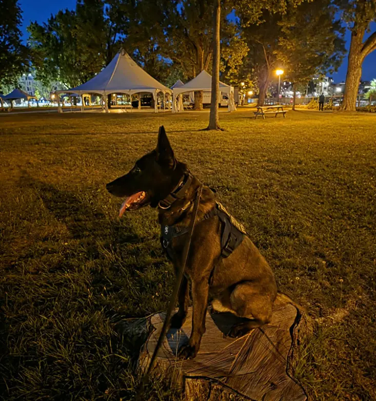 Agent canin en attente lors d'un événement
